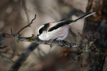 マシュマロのような白くかわいい小鳥、公園や庭で見られる人気者のエナガ