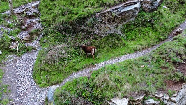 Goat grazing on the slopes of Cheddar Gorge
