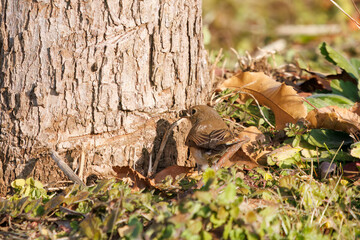 尻尾が可愛いニシオジロビタキ（ヒタキ科）。

日本国埼玉県北葛飾郡、まつぶし緑の丘公園にて。
2023年12月30日撮影。

Lovely Red-breasted flycatcher (Ficedula parva, family comprising flycatcher) with a cute tail.

At Matsubushi midorinooka park, Kitakats