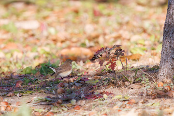 尻尾が可愛いニシオジロビタキ（ヒタキ科）。

日本国埼玉県北葛飾郡、まつぶし緑の丘公園にて。
2023年12月30日撮影。

Lovely Red-breasted flycatcher (Ficedula parva, family comprising flycatcher) with a cute tail.

At Matsubushi midorinooka park, Kitakats