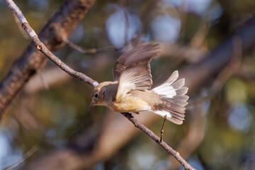 飛び出す尻尾が可愛いニシオジロビタキ（ヒタキ科）。

日本国埼玉県北葛飾郡、まつぶし緑の丘公園にて。
2023年12月30日撮影。

Lovely Red-breasted flycatcher (Ficedula parva, family comprising flycatcher) with a cute tail in flight.

At Matsubushi midorinooka 