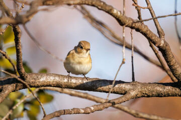 尻尾が可愛いニシオジロビタキ（ヒタキ科）。

日本国埼玉県北葛飾郡、まつぶし緑の丘公園にて。
2023年12月30日撮影。

Lovely Red-breasted flycatcher (Ficedula parva, family comprising flycatcher) with a cute tail.

At Matsubushi midorinooka park, Kitakats
