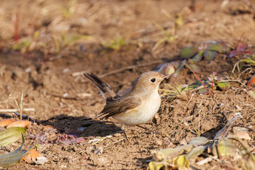尻尾が可愛いニシオジロビタキ（ヒタキ科）。

日本国埼玉県北葛飾郡、まつぶし緑の丘公園にて。
2023年12月30日撮影。

Lovely Red-breasted flycatcher (Ficedula parva, family comprising flycatcher) with a cute tail.

At Matsubushi midorinooka park, Kitakats