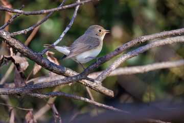 尻尾が可愛いニシオジロビタキ（ヒタキ科）。

日本国埼玉県北葛飾郡、まつぶし緑の丘公園にて。
2023年12月30日撮影。

Lovely Red-breasted flycatcher (Ficedula parva, family comprising flycatcher) with a cute tail.

At Matsubushi midorinooka park, Kitakats