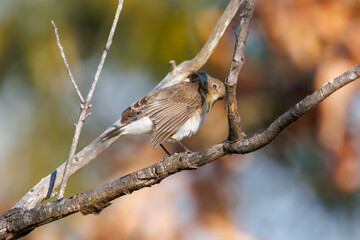 尻尾が可愛いニシオジロビタキ（ヒタキ科）。

日本国埼玉県北葛飾郡、まつぶし緑の丘公園にて。
2023年12月30日撮影。

Lovely Red-breasted flycatcher (Ficedula parva, family comprising flycatcher) with a cute tail.

At Matsubushi midorinooka park, Kitakats