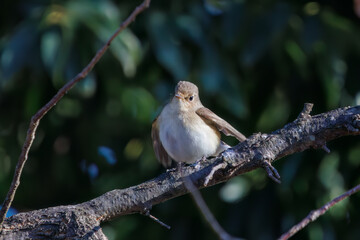 尻尾が可愛いニシオジロビタキ（ヒタキ科）。

日本国埼玉県北葛飾郡、まつぶし緑の丘公園にて。
2023年12月30日撮影。

Lovely Red-breasted flycatcher (Ficedula parva, family comprising flycatcher) with a cute tail.

At Matsubushi midorinooka park, Kitakats