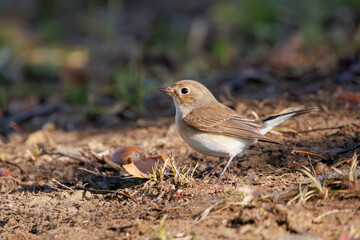 尻尾が可愛いニシオジロビタキ（ヒタキ科）。

日本国埼玉県北葛飾郡、まつぶし緑の丘公園にて。
2023年12月30日撮影。

Lovely Red-breasted flycatcher (Ficedula parva, family comprising flycatcher) with a cute tail.

At Matsubushi midorinooka park, Kitakats