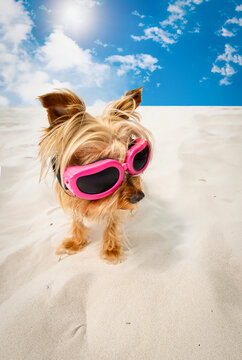 Yorki dog with pink goggles on the sand with blue sky clouds and sun in the background