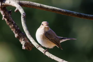 尻尾が可愛いニシオジロビタキ（ヒタキ科）。

日本国埼玉県北葛飾郡、まつぶし緑の丘公園にて。
2023年12月30日撮影。

Lovely Red-breasted flycatcher (Ficedula parva, family comprising flycatcher) with a cute tail.

At Matsubushi midorinooka park, Kitakats