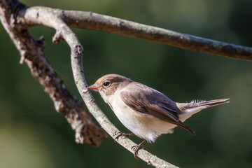 尻尾が可愛いニシオジロビタキ（ヒタキ科）。

日本国埼玉県北葛飾郡、まつぶし緑の丘公園にて。
2023年12月30日撮影。

Lovely Red-breasted flycatcher (Ficedula parva, family comprising flycatcher) with a cute tail.

At Matsubushi midorinooka park, Kitakats