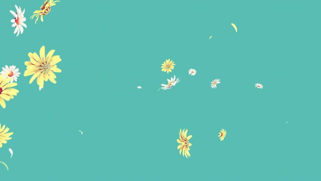 Daisy Flower Blast on Pastel Background. Blast of daisy and petals flower on pastel background - Powered by Adobe