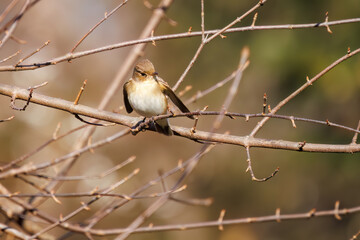 飛び出す尻尾が可愛いニシオジロビタキ（ヒタキ科）。

日本国埼玉県北葛飾郡、まつぶし緑の丘公園にて。
2023年12月30日撮影。

Lovely Red-breasted flycatcher (Ficedula parva, family comprising flycatcher) with a cute tail in flight.

At Matsubushi midorinooka 