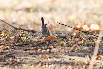 尻尾が可愛いニシオジロビタキ（ヒタキ科）。

日本国埼玉県北葛飾郡、まつぶし緑の丘公園にて。
2023年12月30日撮影。

Lovely Red-breasted flycatcher (Ficedula parva, family comprising flycatcher) with a cute tail.

At Matsubushi midorinooka park, Kitakats