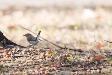 尻尾が可愛いニシオジロビタキ（ヒタキ科）。

日本国埼玉県北葛飾郡、まつぶし緑の丘公園にて。
2023年12月30日撮影。

Lovely Red-breasted flycatcher (Ficedula parva, family comprising flycatcher) with a cute tail.

At Matsubushi midorinooka park, Kitakats