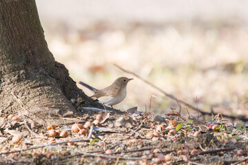 尻尾が可愛いニシオジロビタキ（ヒタキ科）。

日本国埼玉県北葛飾郡、まつぶし緑の丘公園にて。
2023年12月30日撮影。

Lovely Red-breasted flycatcher (Ficedula parva, family comprising flycatcher) with a cute tail.

At Matsubushi midorinooka park, Kitakats