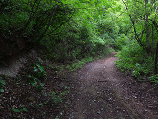 Camino por el bosque