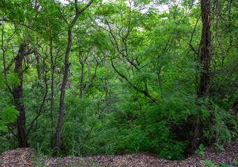 Bosque en verano