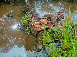 Orange mushroom growing on a fallen tree in the middle of the river.poisonous mushroom. photo taken in malaysia