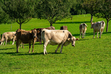 Fototapeta premium Cows pasture in Alps. Cows on alpine meadow in Switzerland. Cow pasture grass. Cow pasture green alpine meadow. Cow grazing on green field. Cows in a mountain field. Cow on mountain pasture in Alps.