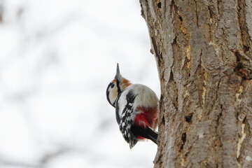 木に止まるアカゲラ