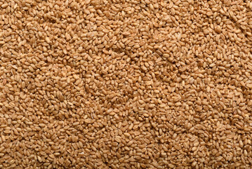Whole wheat grain texture background