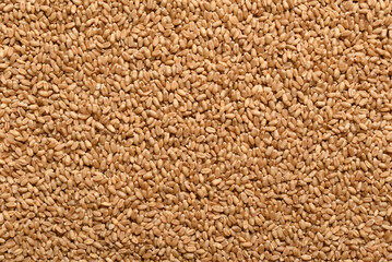 Whole wheat grain texture background