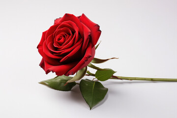 Fototapeta premium Solitary Red Rose Placed on a Pristine White Surface