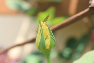 yellow rose buds in the garden on a blurred background