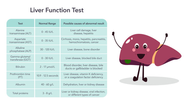 Liver function liver enzymes blood test medical vector illustration graphic