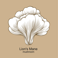 Lion's Mane mushroom vector, healthy medical mushroom illustration - obrazy, fototapety, plakaty
