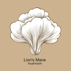 Fototapeten Lion's Mane mushroom vector, healthy medical mushroom illustration © graphicbeezstock