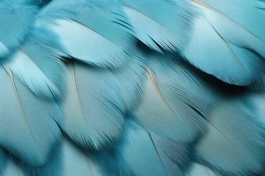 Blue Feather Images – Browse 1,403,252 Stock Photos, Vectors, and Video