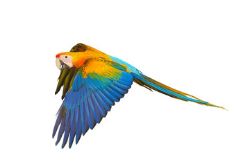 Beautiful of Camelot macaw flying isolated on transparent background png file