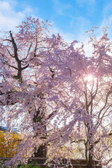 Obraz na płótnie Canvas Beautiful Weeping Sakura in Spring at Maruyama Park in Kyoto, Japan