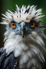 Realistic Image of Harpy Eagle Harpia harpyja a Majestic Bird in Closeup View Generative AI