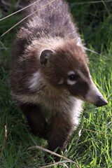 Coatimundi Walking to the Creek