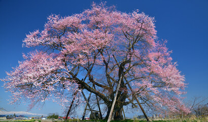 青空の下の一本桜