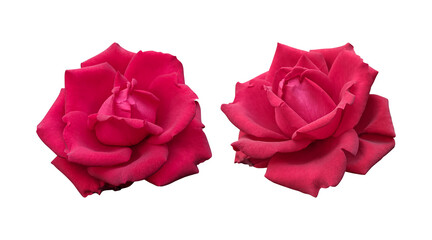 Red rose flowers isolated on transparent background	