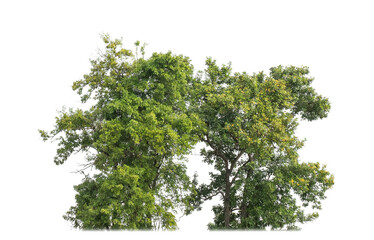 canopy tree on transparent background with clipping path and alpha channel.