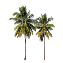 Fototapeta na wymiar Coconut tree on transparent background with clipping path and alpha channel..