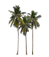 Group of coconut trees on transparent background with clipping path and alpha channel...