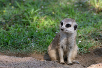 花に囲まれるミーアキャット