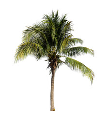 Coconut tree on transparent background with clipping path and alpha channel.