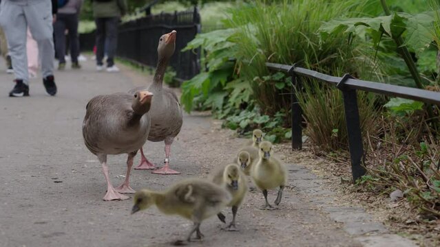 Greylag geese with necks extended, protecting their babies as they and pedestrians walk along water's edge at St James's Park Lake in Westminster, London