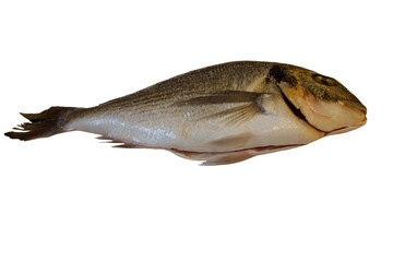 Raw fresh fish dorado isolated on white background