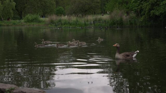 Rack focus from water's edge to greylag goose and babies swimming in the water at St James's Park Lake in Westminster, London