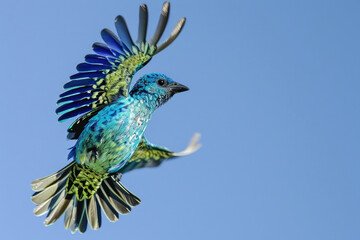 A Spangled Cotinga in mid-flight, its iridescent plumage reflecting the sunlight