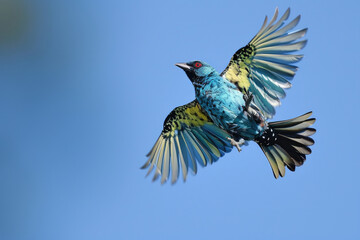 A Spangled Cotinga in mid-flight, its iridescent plumage reflecting the sunlight