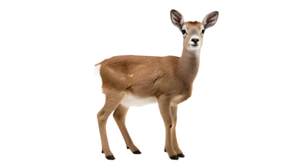 Deurstickers A majestic roe deer stands gracefully against a mysterious black backdrop, its delicate snout and doe-like eyes capturing the essence of the wild and evoking a sense of tranquility and awe © Daniel
