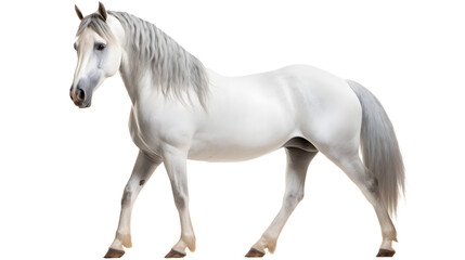 Obraz na płótnie Canvas A majestic mustang mare with a sleek white coat and a stunning grey mane, exuding grace and power as she stands proudly with her snout raised